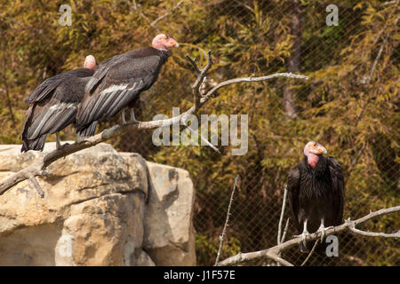 Captive Kalifornien Kondore, Santa Barbara Zoo, Santa Barbara, Kalifornien Stockfoto