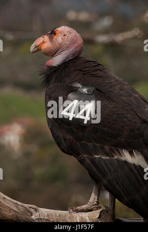 Captive Kalifornien Kondore, Santa Barbara Zoo, Santa Barbara, Kalifornien Stockfoto