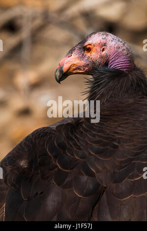 Captive Kalifornien Kondore, Santa Barbara Zoo, Santa Barbara, Kalifornien Stockfoto