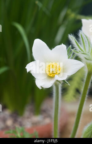 Pulsatilla Vulgaris Alba. Weiße Küchenschelle Stockfoto