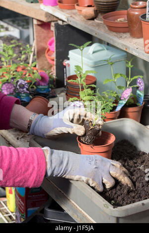 Gärtner Blumenerde gekauft Eisenkraut Pflanzen in einem Gewächshaus. UK Stockfoto