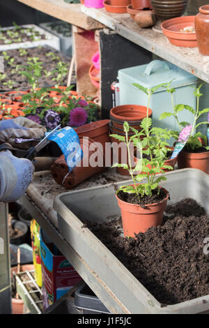 Gärtner Pflanze Etikett ausschneiden, wenn Blumenerde Eisenkraut Pflanzen in einem Gewächshaus gekauft. UK Stockfoto