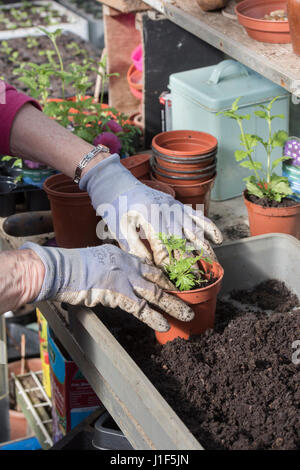 Gärtner Blumenerde gekauft Eisenkraut Pflanzen in einem Gewächshaus. UK Stockfoto