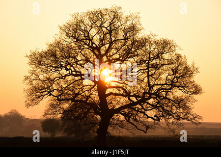 Quercus Robur. Eiche bei Sonnenaufgang in der englischen Landschaft. Silhouette. Oxfordshire. UK Stockfoto