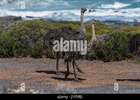 Strauße (Struthio Camelus), zwei Jungvögel, Tafelberg Nationalpark, Provinz western Cape, Südafrika Stockfoto