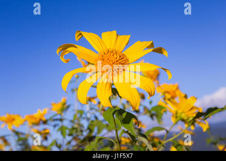 Mexikanische Sonnenblume mit Himmelhintergrund auf Doi Mae U-Kho Berg in Mae Hong Son Provinz nördlich von Thailand. Stockfoto