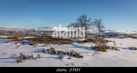 Birken und Schnee vor Bergen in den Dovre-Nationalpark, Norwegen Stockfoto