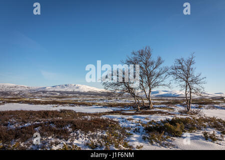 Birken und Schnee vor Bergen in den Dovre-Nationalpark, Norwegen Stockfoto