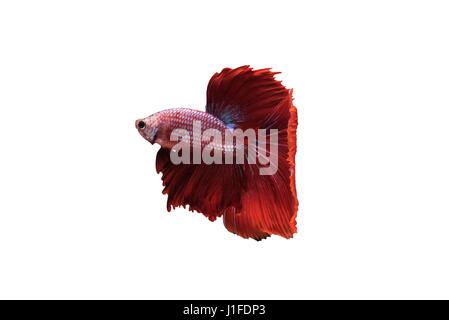 Rot Halfmoon Betta Splendens oder siamesische Kampffische isoliert auf weißem Hintergrund enthalten Schneidepfad, Plakat-Thailand Stockfoto