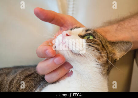 Mannes Hand mit Tabby und weiße Katze Kopf. Schließen Sie die Ansicht. Stockfoto