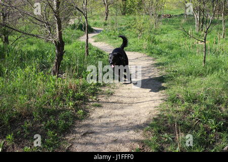 Schwarzen Hund auf dem Weg zwischen den Bäumen laufen Stockfoto