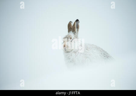 Schneehase Lepus Timidus, Erwachsene quer durch Schnee, Winter, Schottland, Vereinigtes Königreich Stockfoto