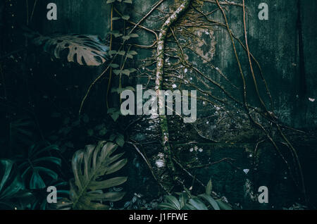 eine grüne schimmelige Wand klettert Kletterpflanze Stockfoto