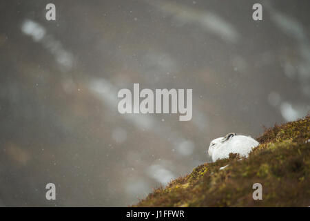 Schneehase Lepus Timidus, Erwachsenen ruht in Berg Moorland Querformat einstellen, Winter, Highlands von Schottland, UK Stockfoto