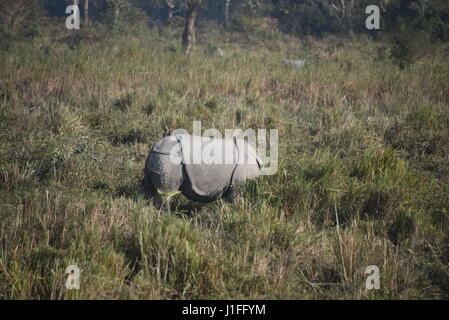 Drei gehörnten Nashörner in Kaziranga national Parl, Indien. Kaziranga Nationalpark hält Hieghest Anzahl von drei gehörnten Nashorn in der Welt Stockfoto