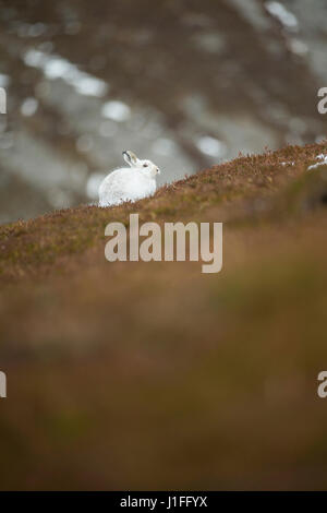 Schneehase Lepus Timidus, Erwachsenen ruht in Berg Moorland Querformat einstellen, Winter, Highlands von Schottland, UK Stockfoto