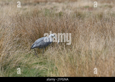 Junger Reiher stalking fangen und Essen ein Nagetier (2 von 9 Bilderset) Stockfoto