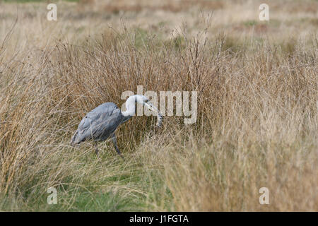 Young-Heron stalking fangen und Essen ein Nagetier (3 von 9 Bilderset) Stockfoto