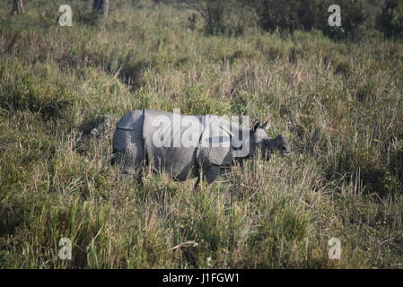 Drei gehörnten Nashörner in Kaziranga national Parl, Indien. Kaziranga Nationalpark hält Hieghest Anzahl von drei gehörnten Nashorn in der Welt Stockfoto