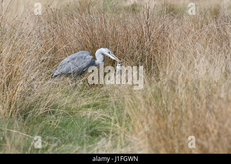 Young-Heron stalking fangen und Essen ein Nagetier (4 von 9 Bilderset) Stockfoto