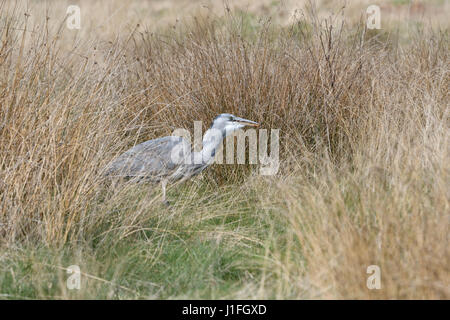 Junger Reiher stalking fangen und Essen ein Nagetier (6 von 9 Bilderset) Stockfoto