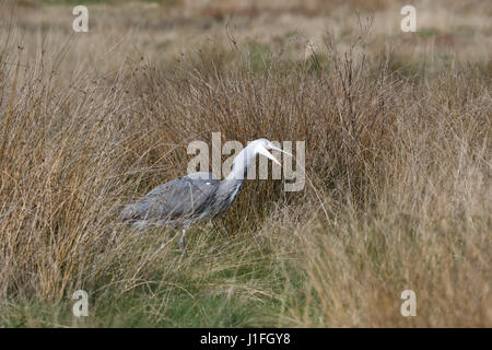 Junger Reiher stalking fangen und Essen ein Nagetier (8 von 9 Bilderset) Stockfoto