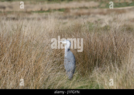 Young-Heron stalking fangen und Essen ein Nagetier (9 von 9 Bilderset) Stockfoto