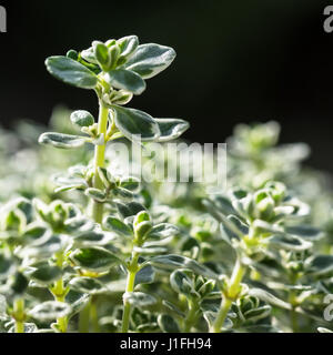 Nahaufnahme der gefleckte Blätter der Zitronenthymian, Thymus citriodorus Stockfoto