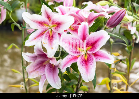 Rosa Lilie im Garten blühen Zephyranthes. Häufige Namen für Arten dieser Gattung enthalten Fairy Lily, Rainflower, Zephyr Lily, magische Lilie, bei Stockfoto