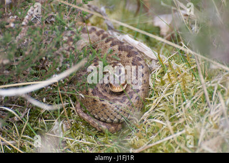 Weibliche Kreuzotter (Vipera Berus) sonnen sich auf Moos in Surrey Heide, UK Stockfoto