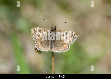 Close-up schäbig skipper Schmetterling (erynnis Tages) mit offenen Flügeln, Großbritannien Stockfoto