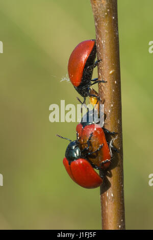 Pappel-Blattkäfer (Chrysomela Populi) Paarung Stockfoto