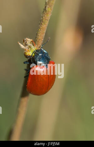 Pappel Getreidehähnchen (Chrysomela Populi) Stockfoto