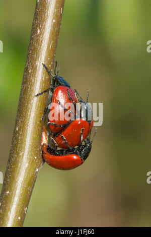 Pappel-Blattkäfer (Chrysomela Populi) Paarung Stockfoto