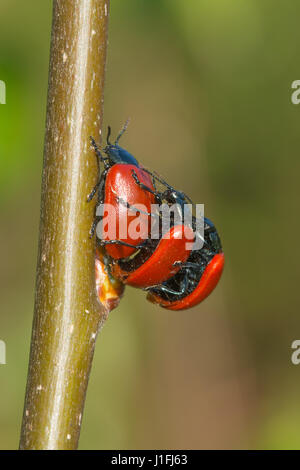 Pappel-Blattkäfer (Chrysomela Populi) Paarung Stockfoto