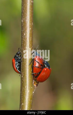 Pappel-Blattkäfer (Chrysomela Populi) Paarung Stockfoto