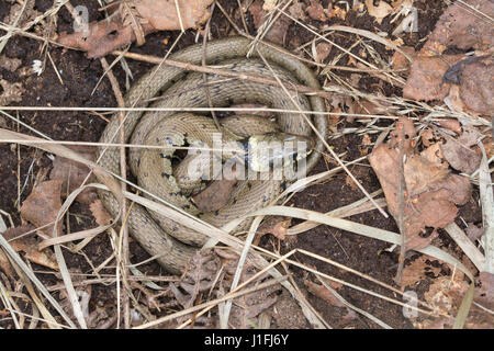 Nahaufnahme der junge Ringelnatter (Natrix Natrix) aufgerollt in Surrey Heide Lebensraum im Vereinigten Königreich Stockfoto