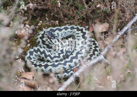 Männliche Kreuzotter (Vipera Berus) sonnen sich aufgerollt in Surrey Heide, UK Stockfoto