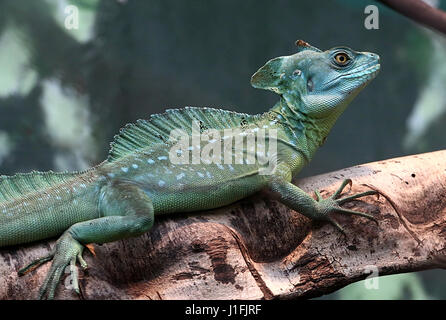 Männliche zentralamerikanischen grün oder Plumed Basilisken (Plumifrons Basiliskos), alias doppelte crested basilisk Stockfoto