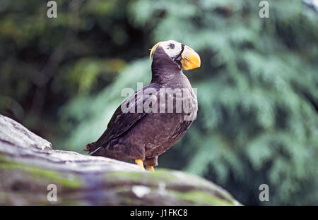 Die getuftete Papageientaucher, auch bekannt als crested Puffin, Fratercula Cirrhata ist ein relativ häufig mittlere pelagischen Seevogel in die Auk-Familie in der gesamten nördlichen Pazifik. Dieses war in Bandon, Oregon Stockfoto