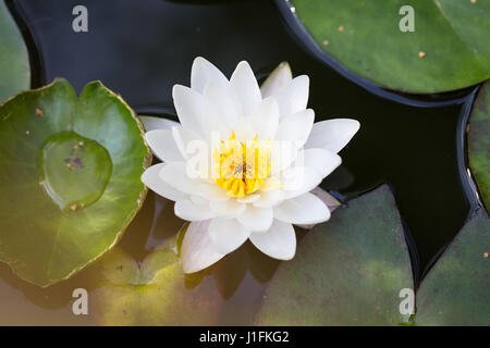 Perfekte weiße Seerose im Teich Stockfoto