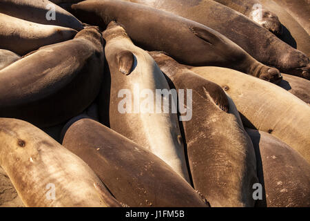 See-Elefanten schlafen am Strand, Piedras Blancas See-Elefant Rookery, San Simeon, Kalifornien Stockfoto