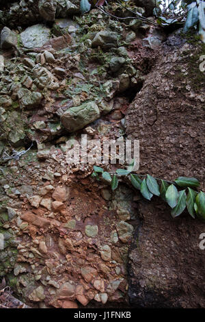 Leesburg Limstone Konglomerat, Sedimentgestein, Frederick County, Maryland, an Ort und Stelle Stockfoto