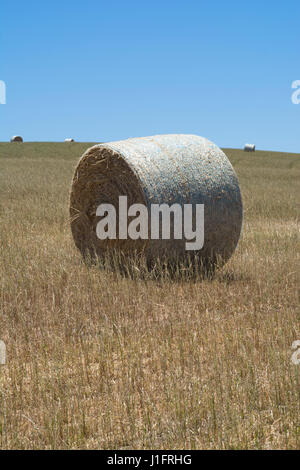 Einzelne große Runde Heuballen vorgestellten gegen andere in den Hintergrund. Aufgestellt in einem Feld bei Kings Beach, Victor Harbor, Fleurieu Peninsula, South Au Stockfoto