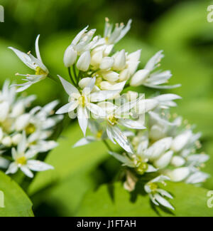 Bärlauch in Blüte, April, Ballaglass Glen, Isle Of man Stockfoto