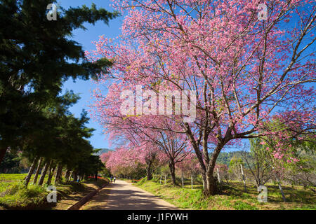 Kirschblüte Weg in Khun Wang Chiang Mai, Thailand. Stockfoto