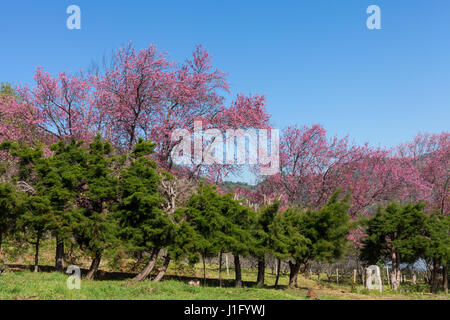 Kirschblüte Weg in Khun Wang Chiang Mai, Thailand. Stockfoto