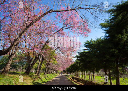 Kirschblüte Weg in Khun Wang Chiang Mai, Thailand. Stockfoto