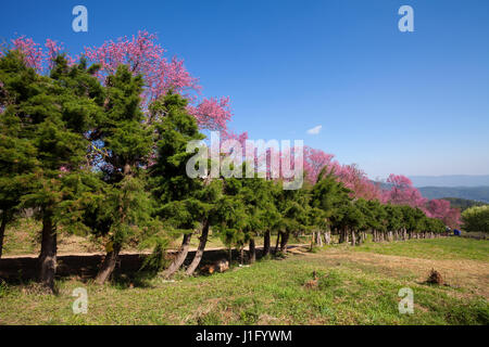 Kirschblüte Weg in Khun Wang Chiang Mai, Thailand. Stockfoto