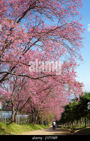 Kirschblüte Weg in Khun Wang Chiang Mai, Thailand. Stockfoto